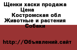 Щенки хаски продажа › Цена ­ 7 000 - Костромская обл. Животные и растения » Собаки   